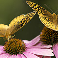 Colorful Butterflies